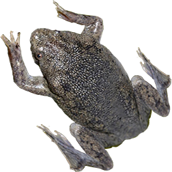 Sabana Suriname Toad